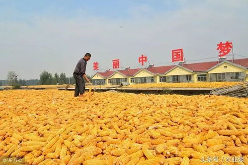 今年玉米价格或将上涨，专家解析背后四大驱动因素