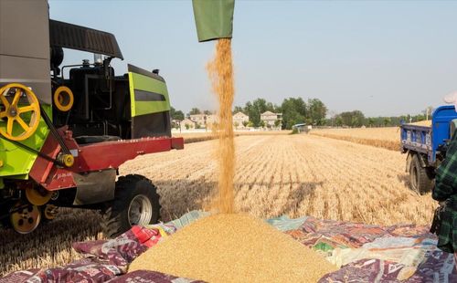 粮价涨势反扑，市场迎调整 1月3日猪价、玉米、小麦行情解析与粮食收购动态