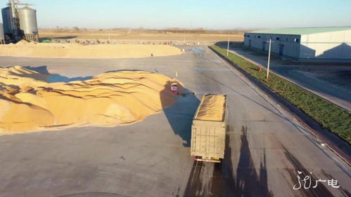 黑龙江粮食收储企业敞开收购 农民卖粮热情高涨