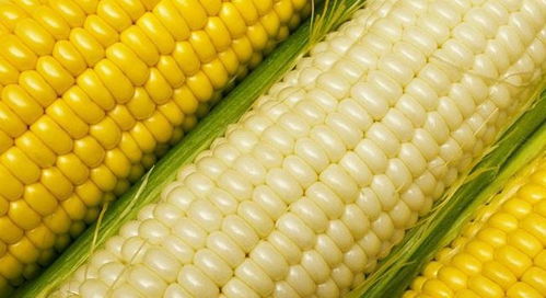 东北304万吨玉米收购启动，夯实粮食安全与市场稳定基石