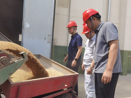 农发行东营市分行 执政策性金融之笔，绘就盐碱地粮丰民安新蓝图