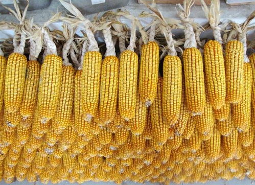 10月8日玉米收购价格 东北回调华北坚挺，市场静待11月“拐点”