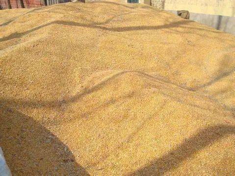 信都区“三心”服务稳粮安 多措并举当好农民“贴心人”