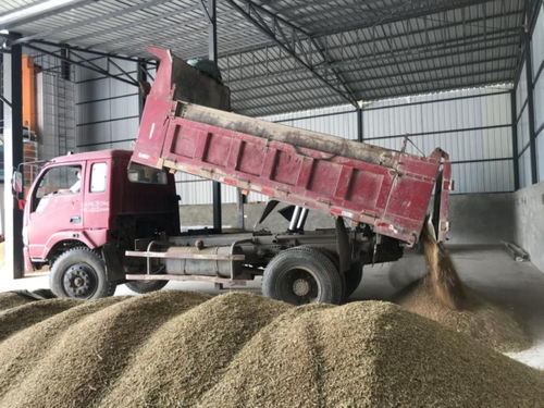 绵阳梓潼 精心组织夏粮收购入库，全力筑牢国家粮食安全基石