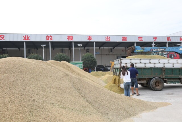 湖南省早稻收购全面推进 预约收购模式全省推广应用