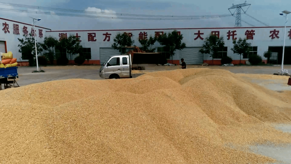 抢救返潮粮 减少农户和粮企损失